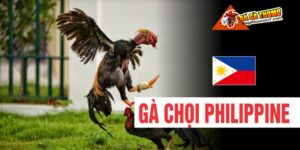 Gà chọi Philippines