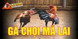 Gà chọi Mã Lai