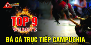 Top 9 website đá gà trực tiếp Campuchia