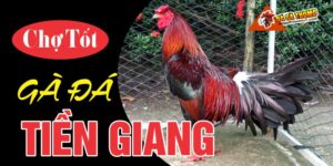 Chợ tốt gà đá Tiền Giang