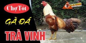 Chợ tốt gà đá Trà Vinh