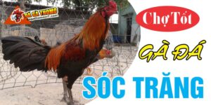 Chợ tốt gà đá Sóc Trăng