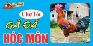 Chợ tốt gà đá Hóc Môn