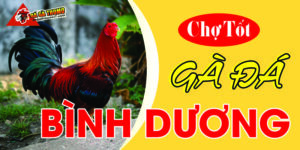 Chợ tốt gà đá Bình Dương