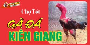 Chợ tốt gà đá Kiên Giang