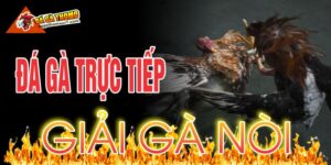 Đá gà trực tiếp giải gà nòi